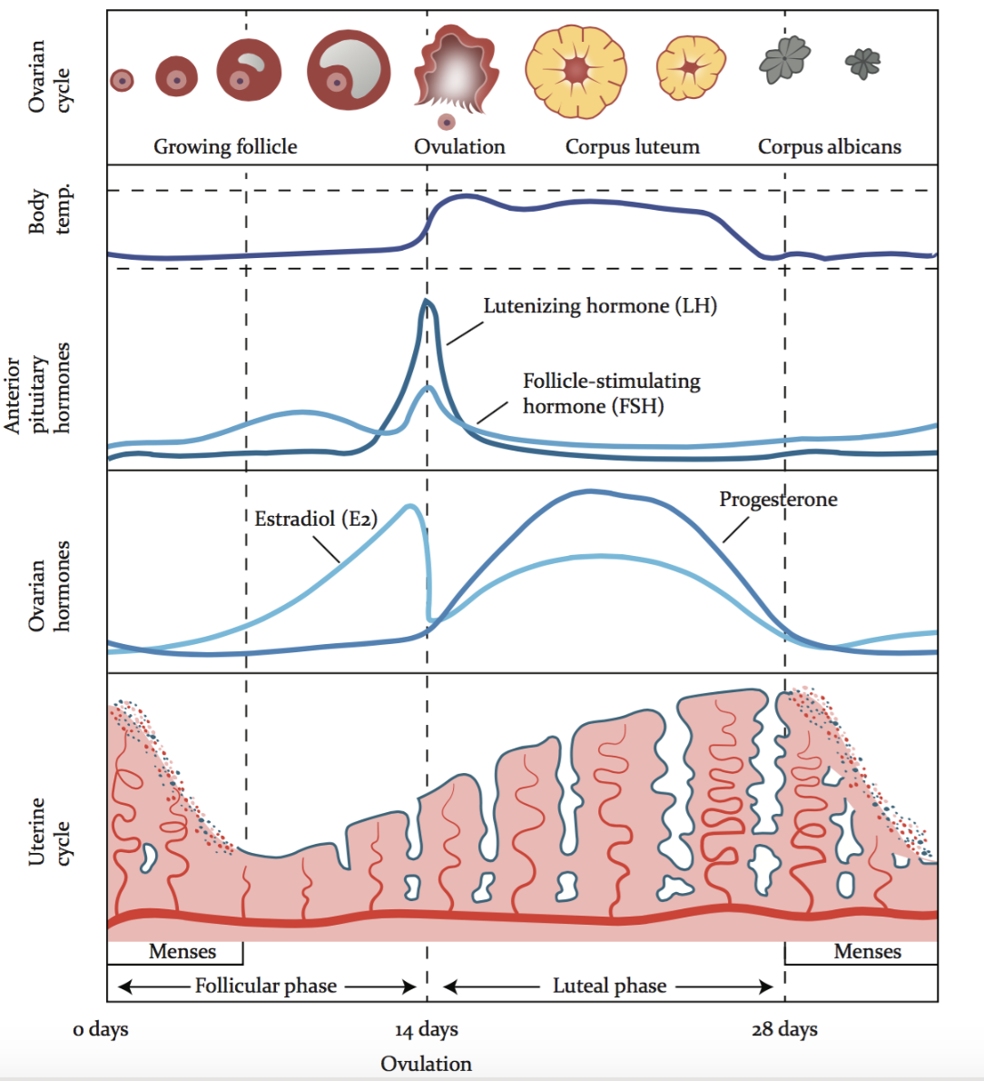 Menstrual Cycle