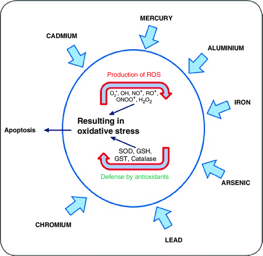 Showing-attack-of-heavy-metals-on-the-cell-and-the-balance-between-ROS-production-and-the
